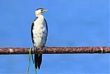 Little Pied Cormorant